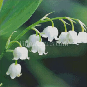 May's Flower - Lily of the Valley - 2025