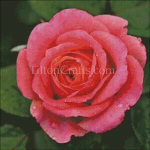 June's Flower - Rose - 2025