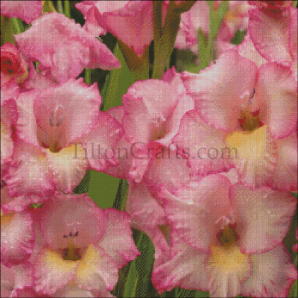 August's Flower - Gladiolus - 2025