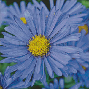 September's Flower - Aster- 2025